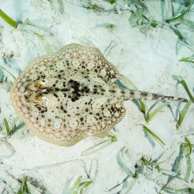 Yellow Ray (Urobatis jamaicensis) Keys Marine Life Direct