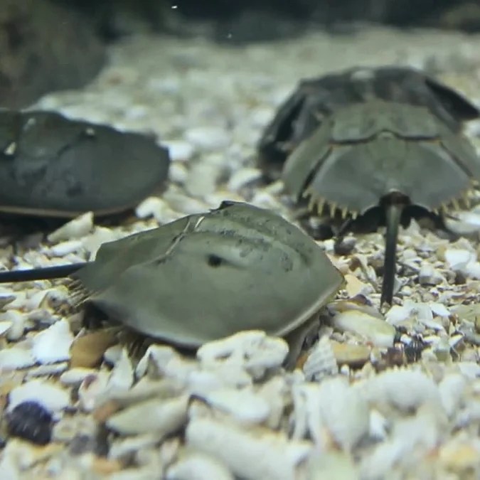 Horseshoe Crab (Limulus polyphemus) Keys Marine Life Direct