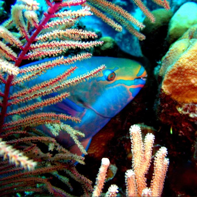 Princess Parrotfish Keys Marine Life Direct