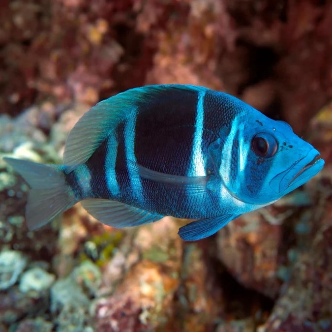 Blue Indigo Hamlet Keys Marine Life Direct