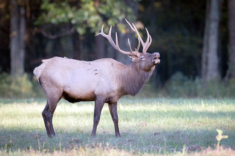 Where Is The Best Place To See Elk In Pennsylvania? +Best Time To See