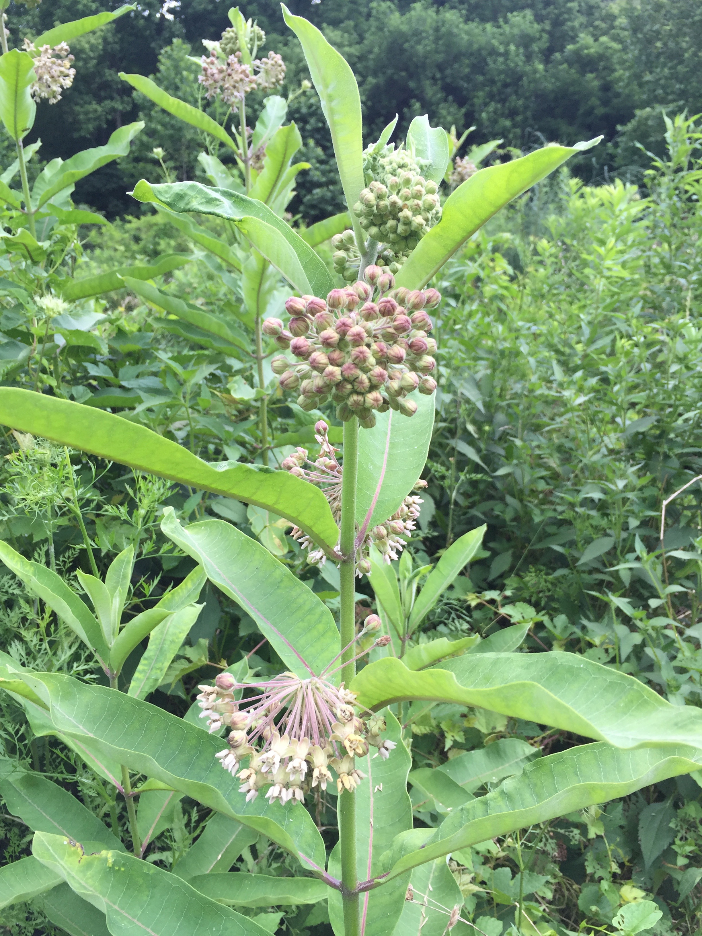 Planting Milkweed Keystone Flora
