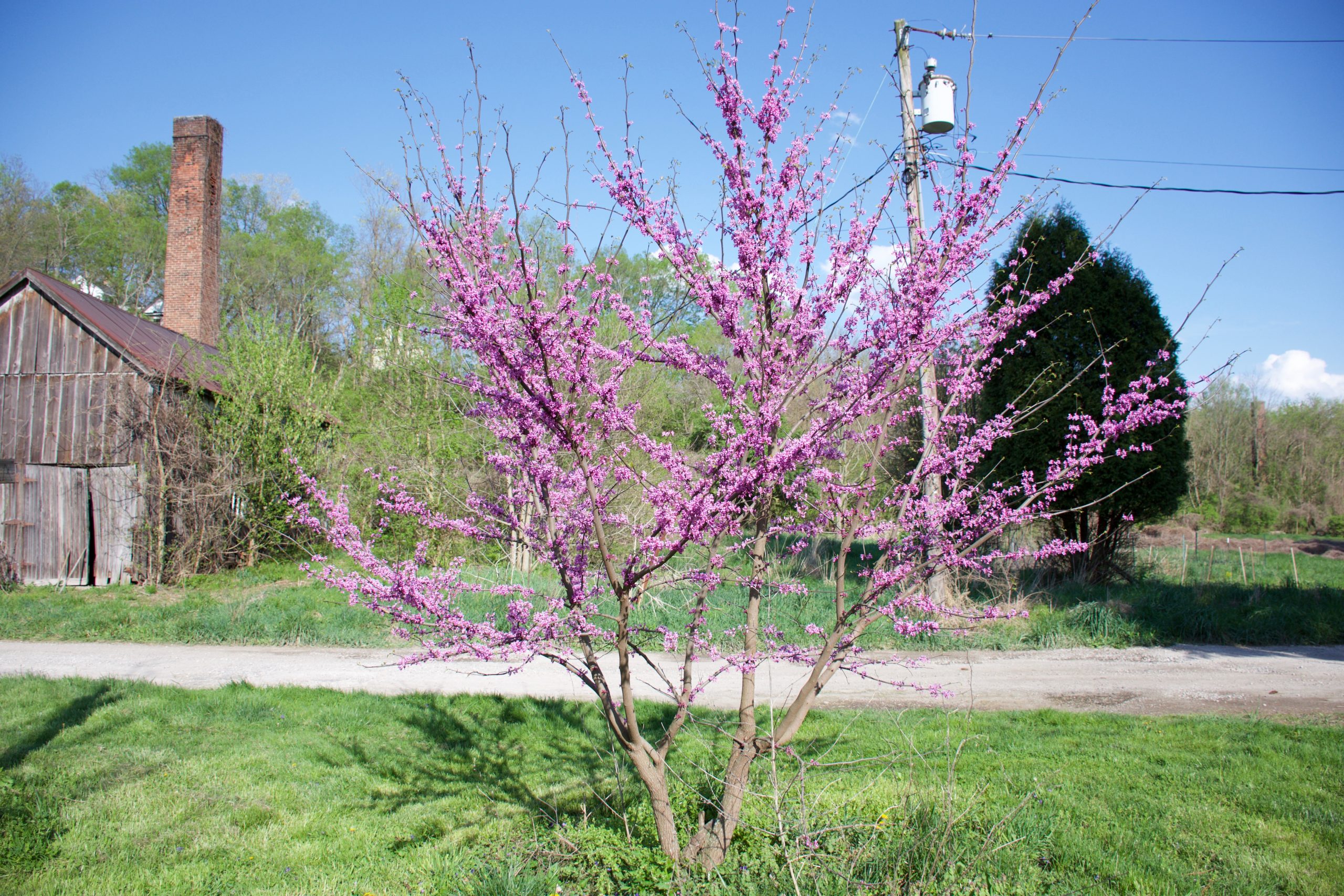 RedBud Keystone Flora