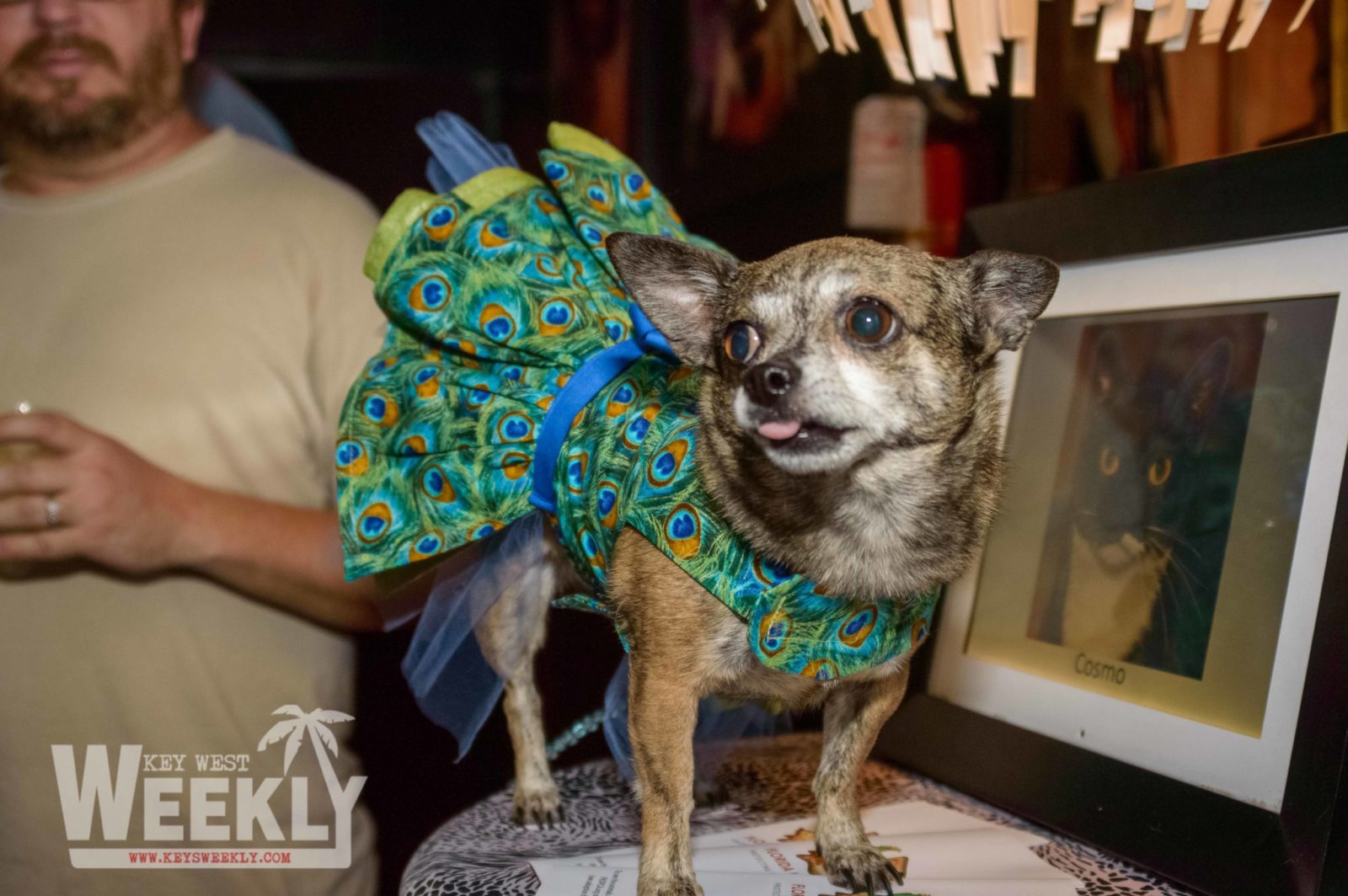 For the doggies! SPCA fundraiser at the Bottle Cap Happy Hour