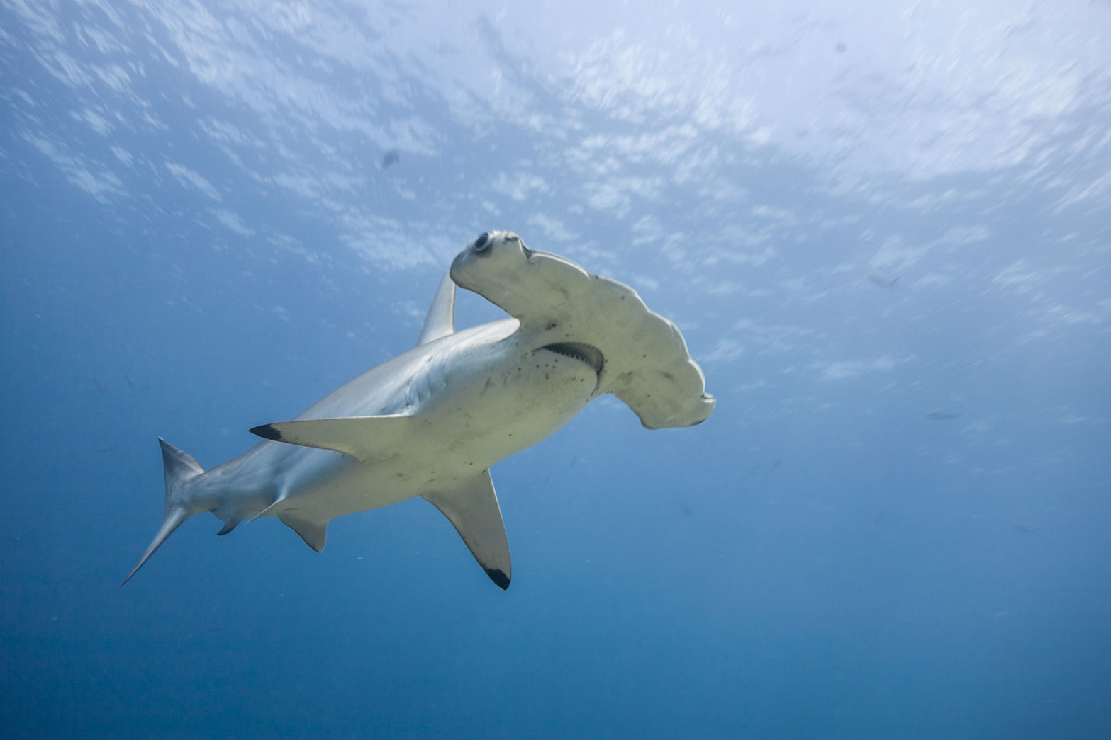 The Mystery of the Hammerhead