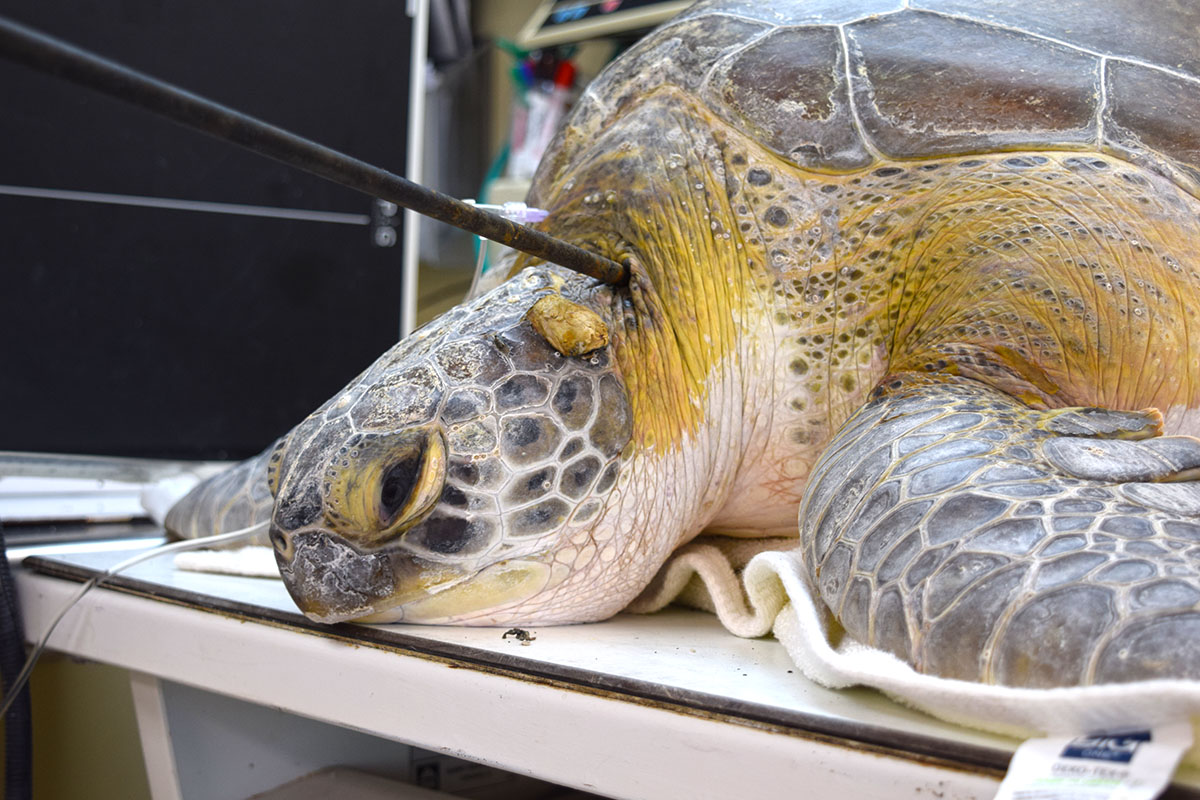 Subtle clues may help find person who speared turtle