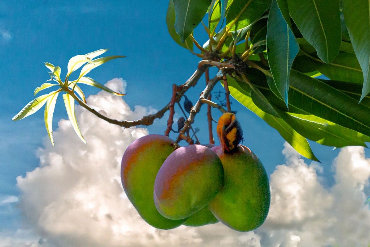 Mango Fest Key West celebrates the sweetness of summer
