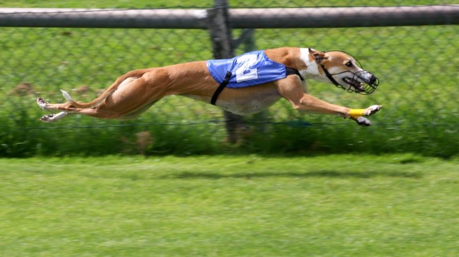 DOG RACING REACHES FINISH LINE — AND OTHER NEW LAWS IN FLORIDA