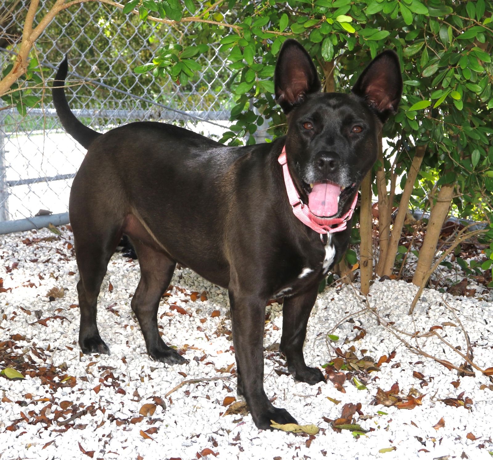 TAKE ME HOME FIND A FRIEND AT THE FLORIDA KEYS SPCA