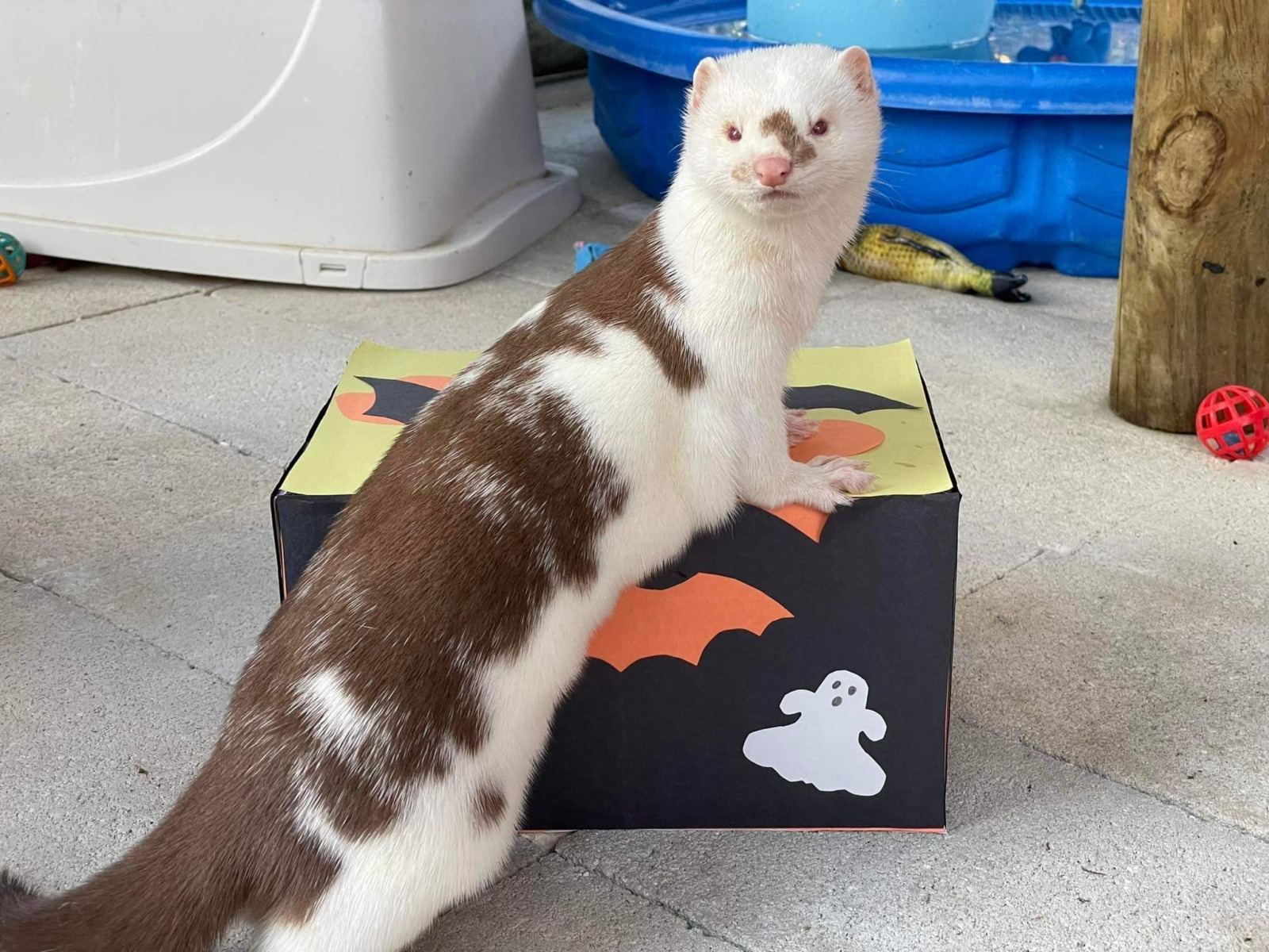 Ecology r/CuratedTumblr