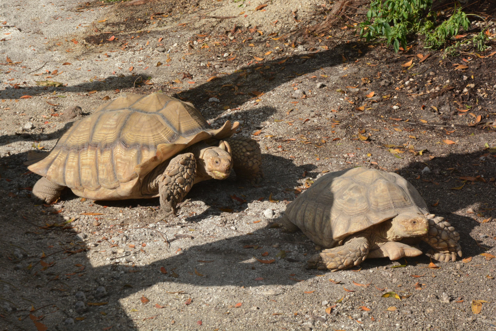AFRICAN SPURRED TORTOISES ADOPTED BY DOLPHIN RESEARCH CENTER