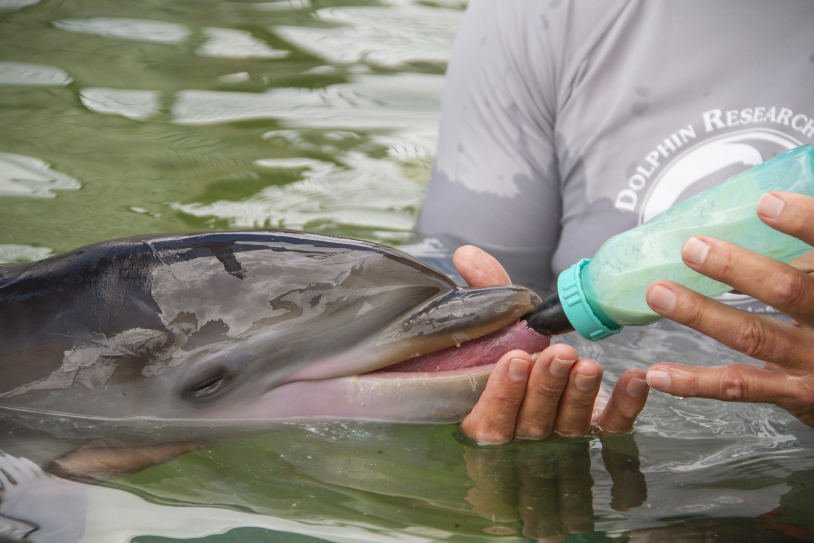 DOLPHIN RESEARCH CENTER STAFF RALLIES TO CARE FOR NEWBORN CALF