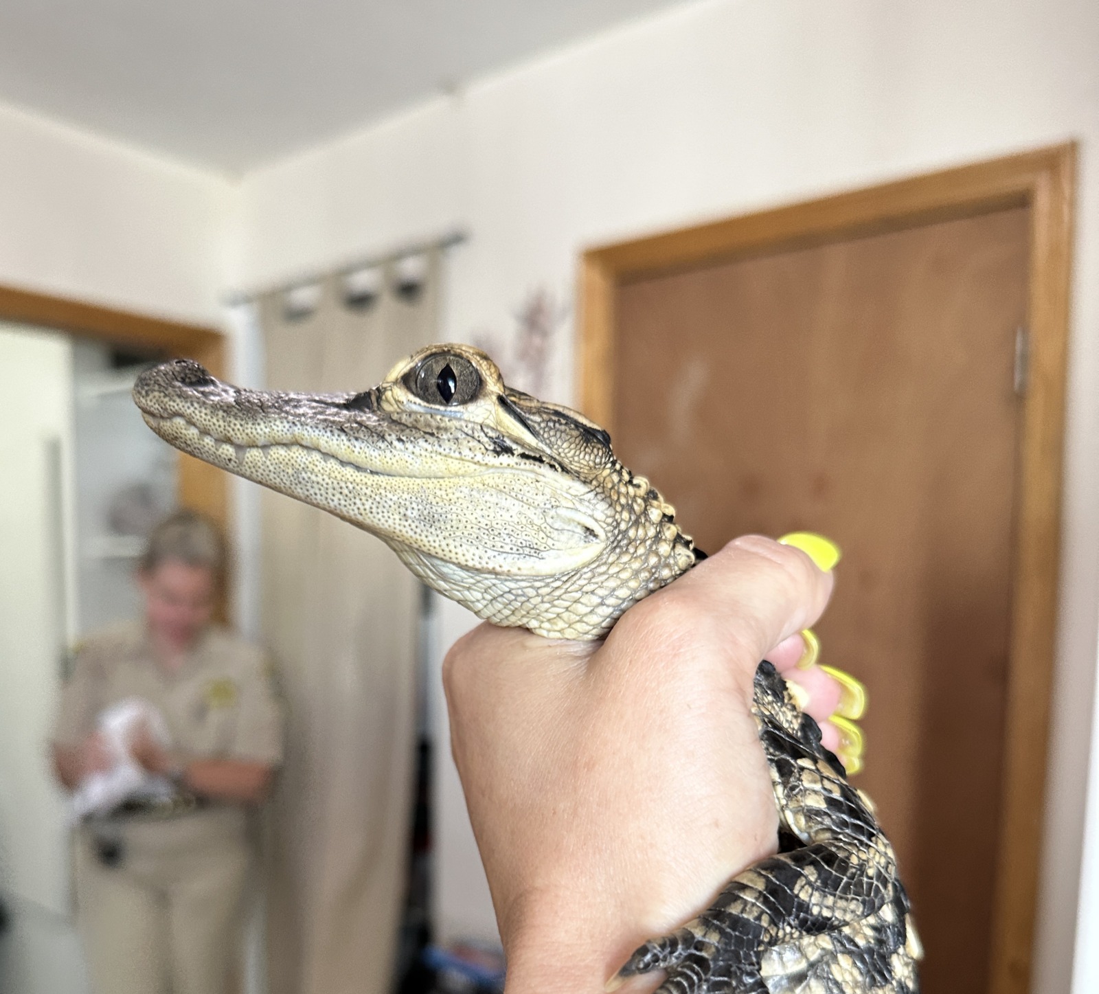 FROM THE FAMOUS FOX MONROE SHERIFF’S FARM TAKES IN BABY GATOR & ‘JUJU
