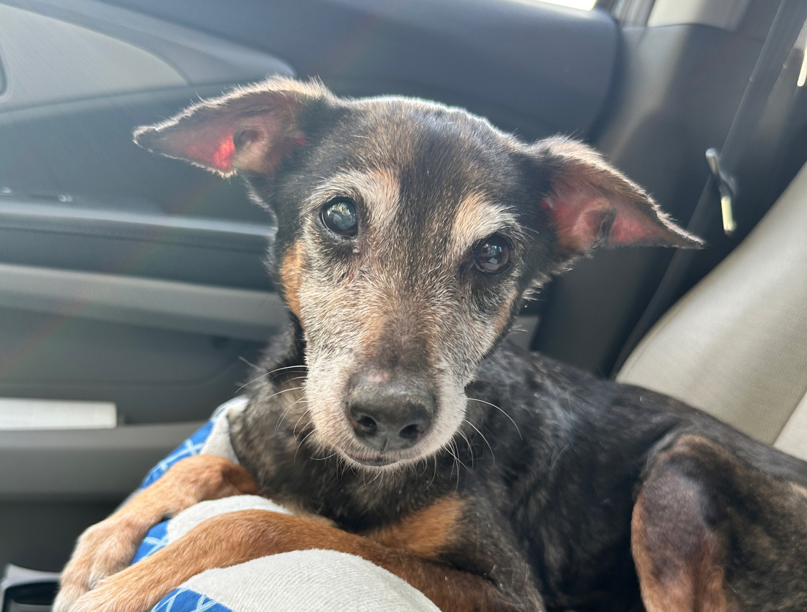 FROM THE FAMOUS FOX HOME SALES LEAVE RENTERS AND THEIR DOGS IN A TOUGH