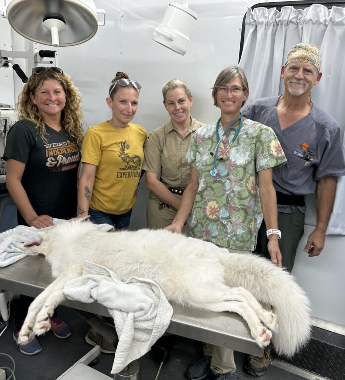 FROM THE FAMOUS FOX JASPER UNDERGOES PROCEDURE INSIDE A STATEOFTHE