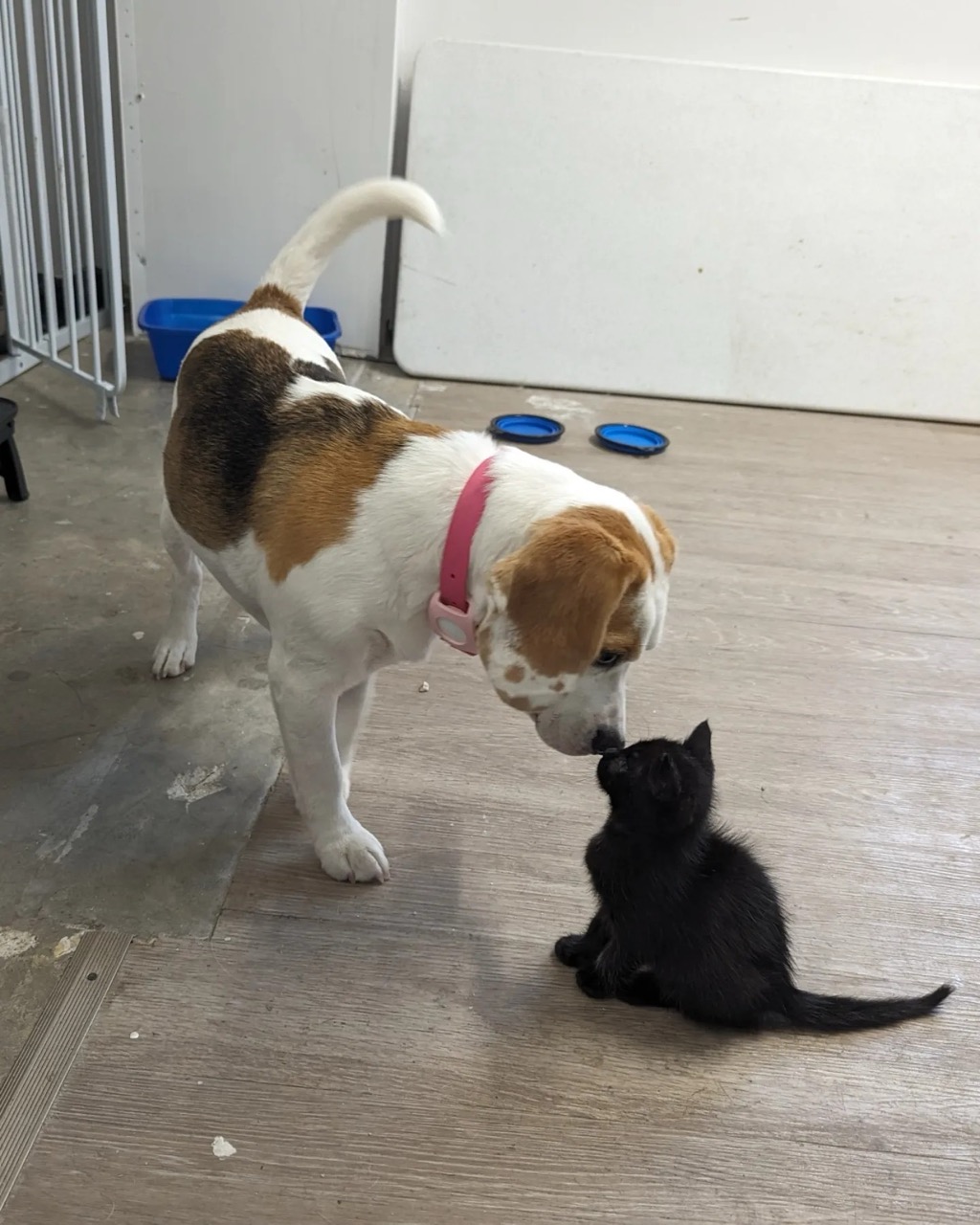 KEY LARGO’S NEW ZOOMIES PET VILLAS OFFERS BOARDING & TRAINING