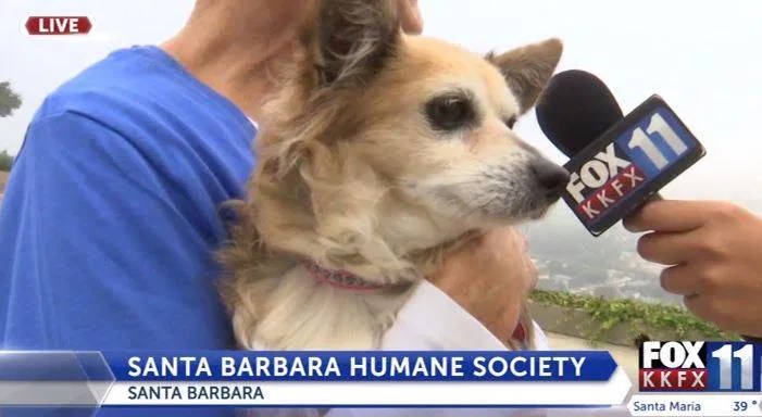 Meet Dixie, this week's adoptable pet! News Channel 312