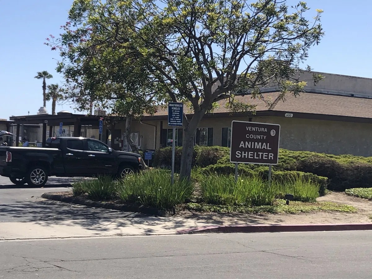 Ventura County Animal Shelter reopens to the public News Channel 312