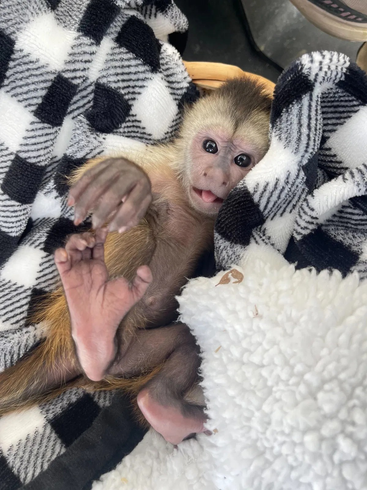 Monkey accidentally calls 911 from zoo in Paso Robles News Channel 312