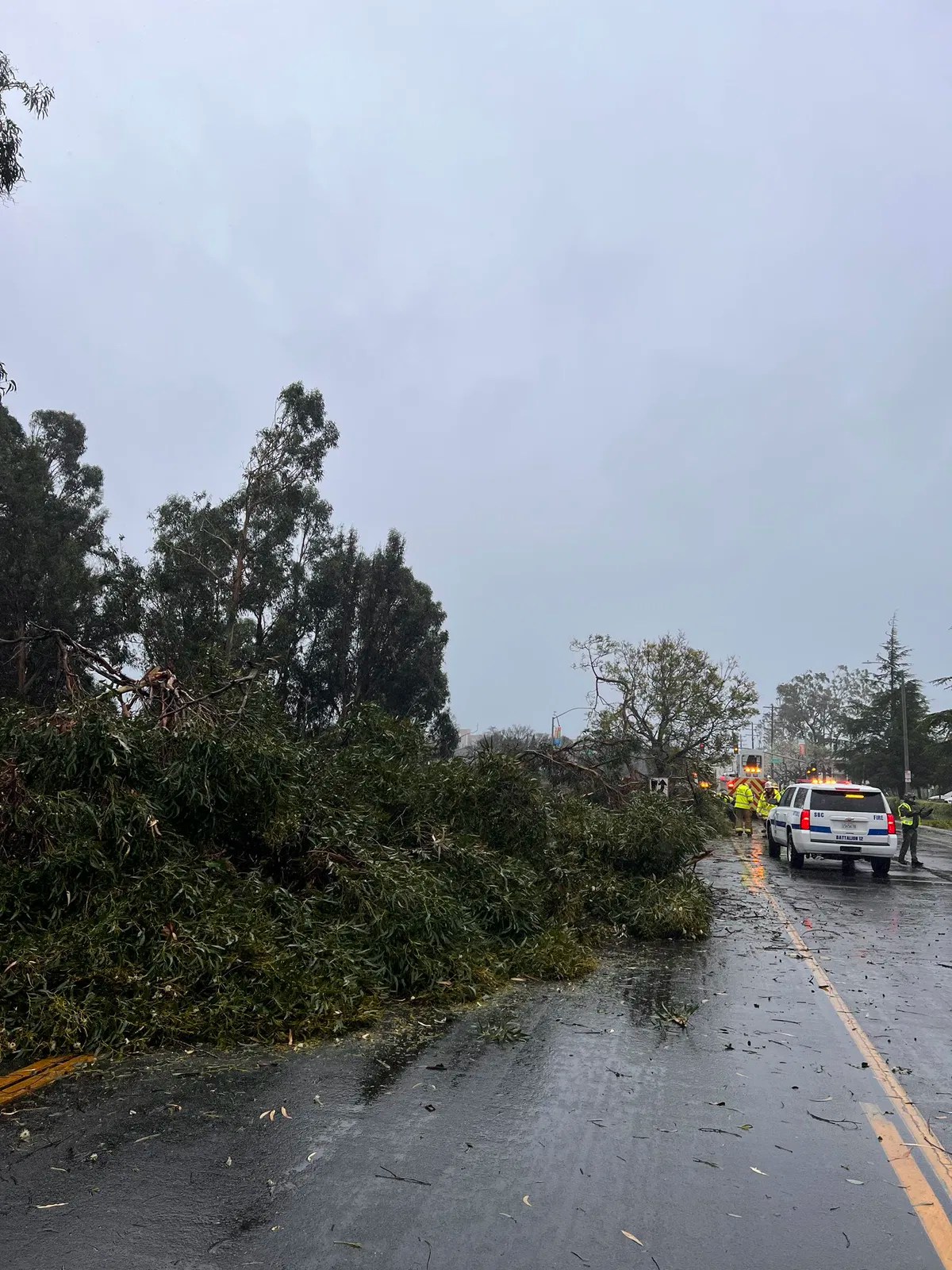 Downed trees, power lines reported throughout the Central Coast News