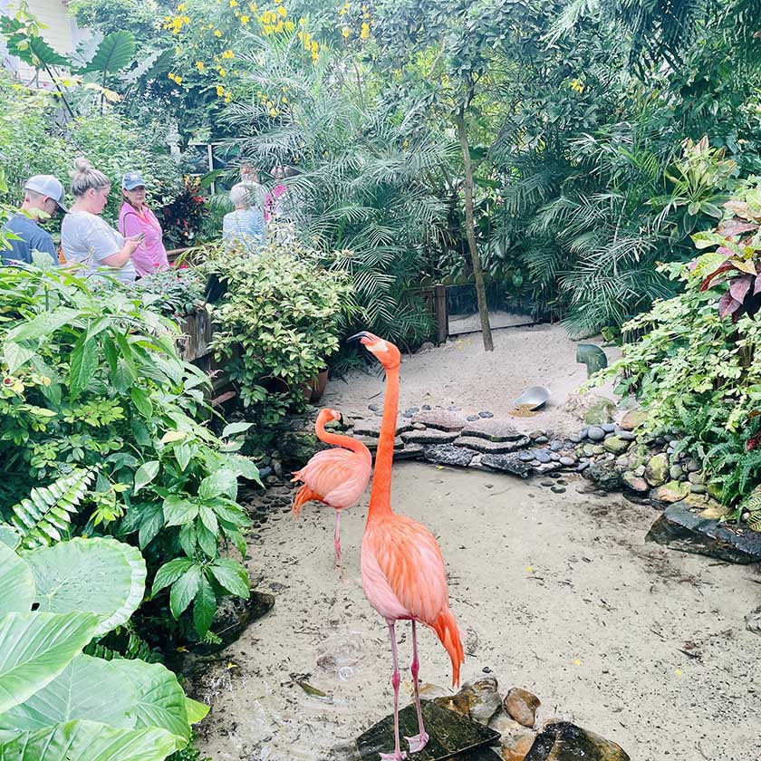 Key West Butterfly Key West Butterfly & Nature Conservatory