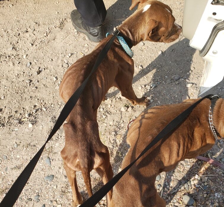 Dogs Found Near Death in Cheyenne
