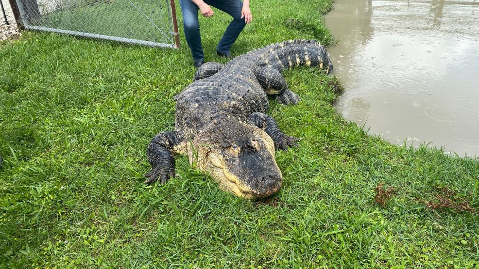 'Albert' the alligator dips toes into new home at Gator Country after