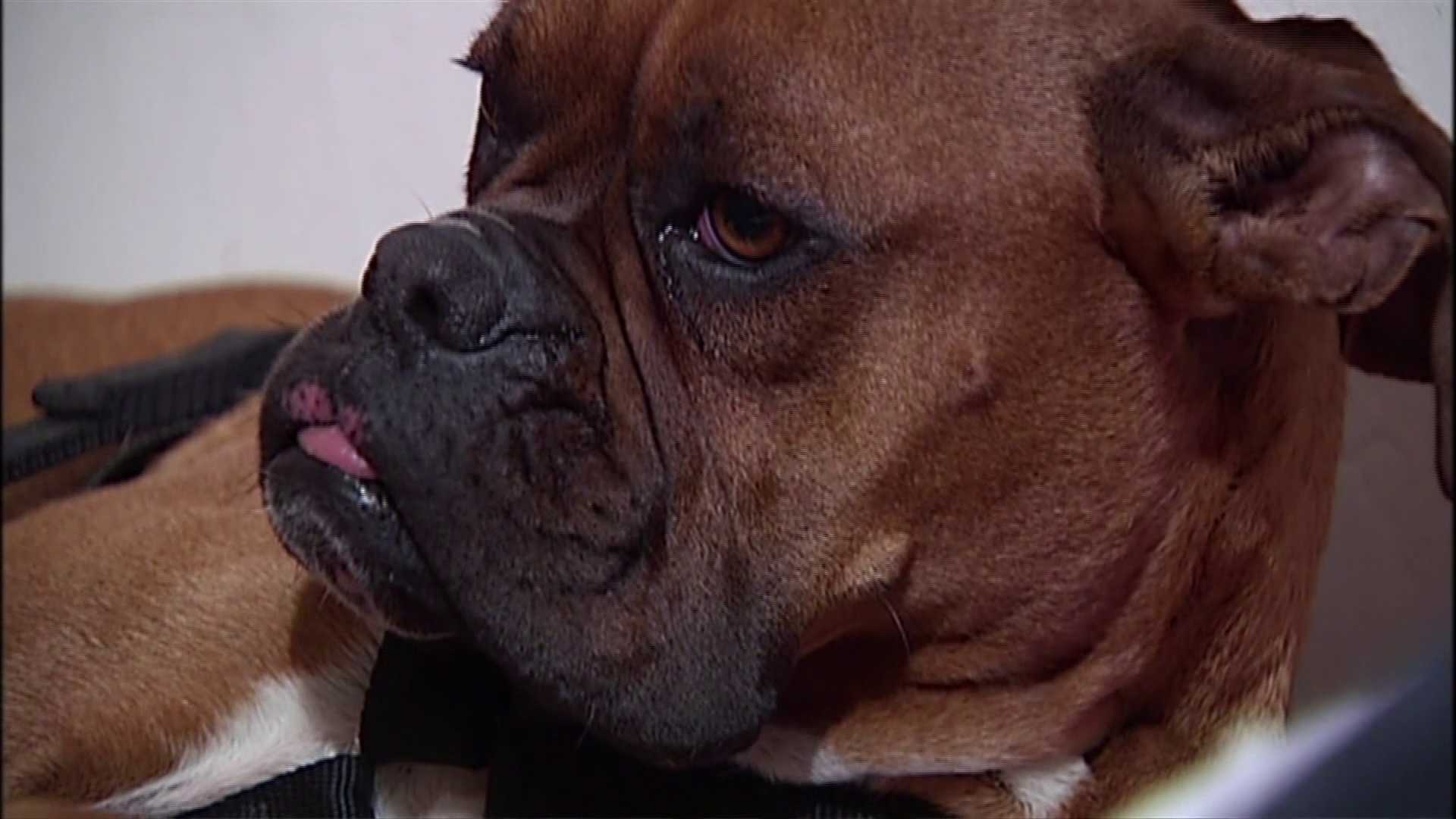 Boxer Puppies Oklahoma Boxer Puppies For Sale Oklahoma City, OK