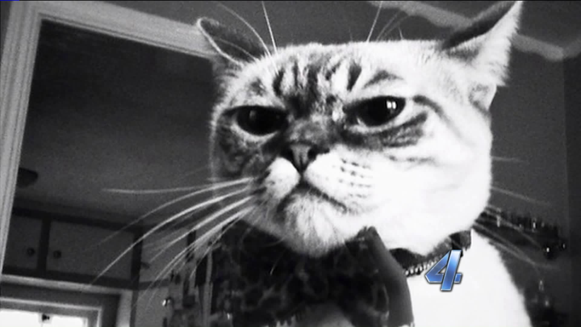 Move over Grumpy Cat; OKC’s sourfaced kitty quickly taking over the
