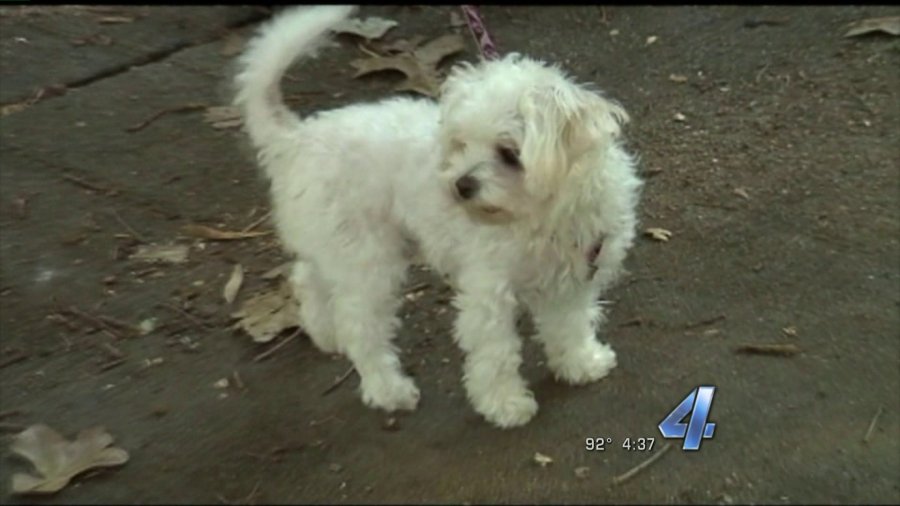 A warning for Oklahoma pet owners Oklahoma City