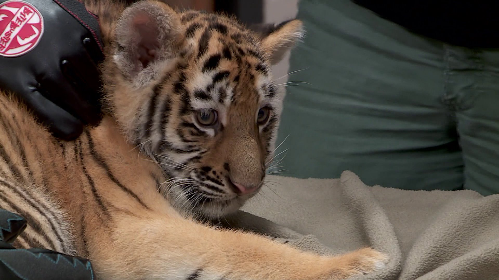 Tiger cub continues to grow with ‘adopted’ family at Oklahoma City Zoo