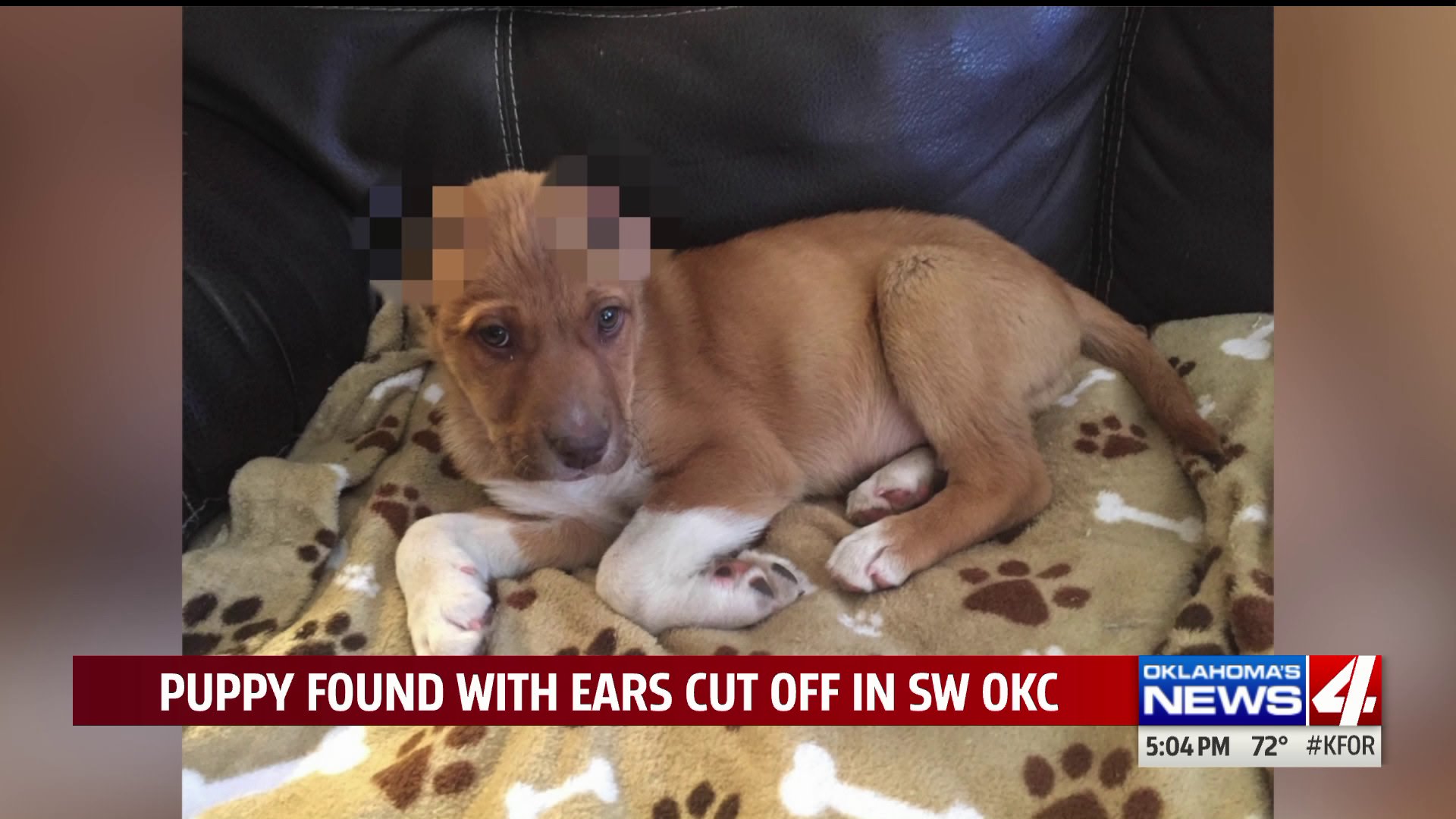 5,000 reward being offered after puppy found with ears cut off KFOR
