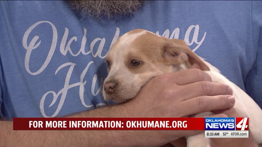 Lottery commission sponsoring pet adoptions for 75 lucky Oklahomans