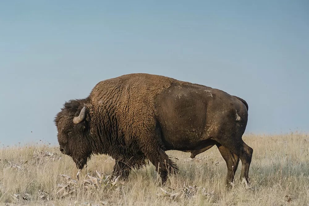 Kansas Bison Auction Set for November 1