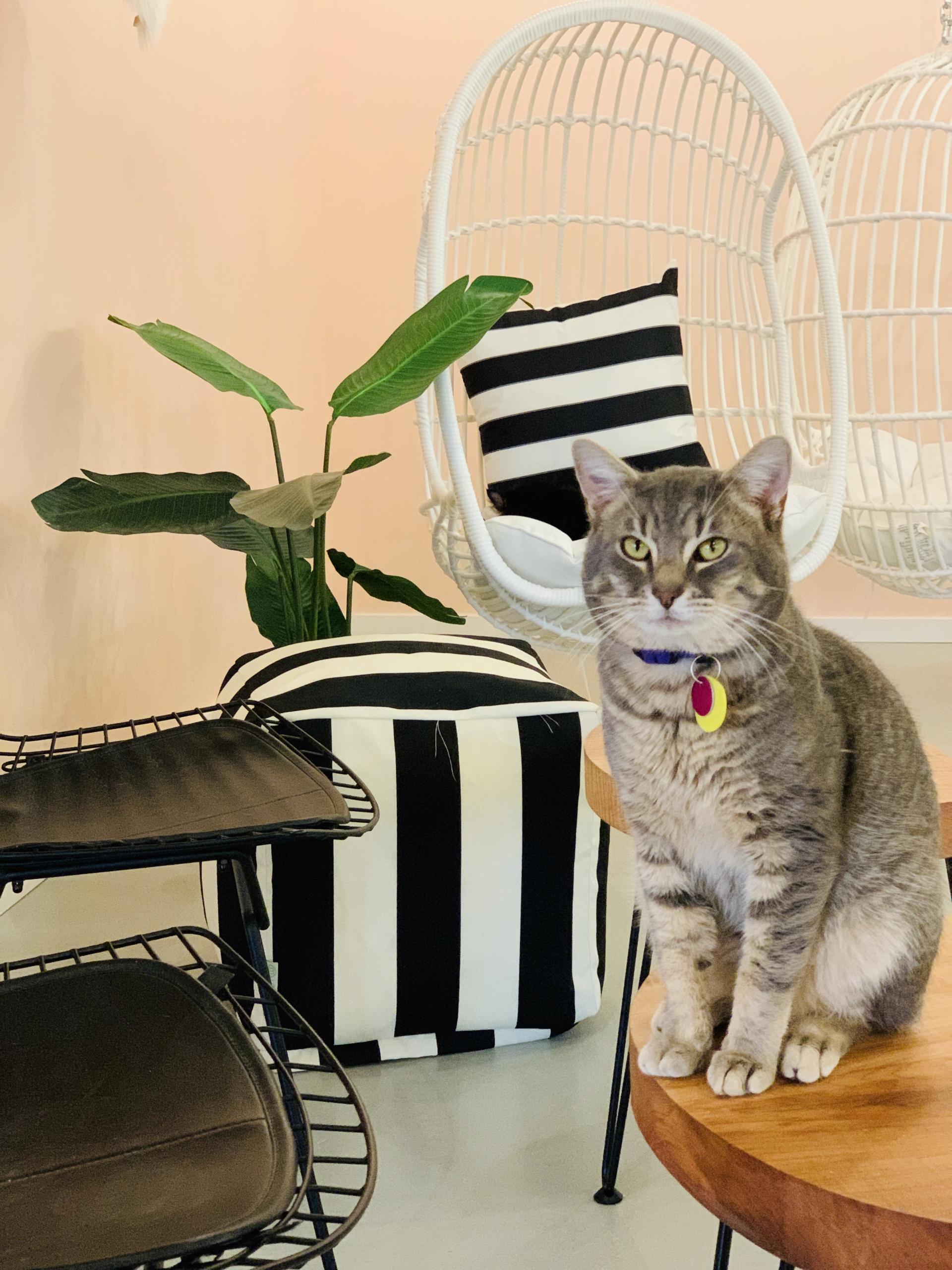 neko cat cafe 790 KGMI