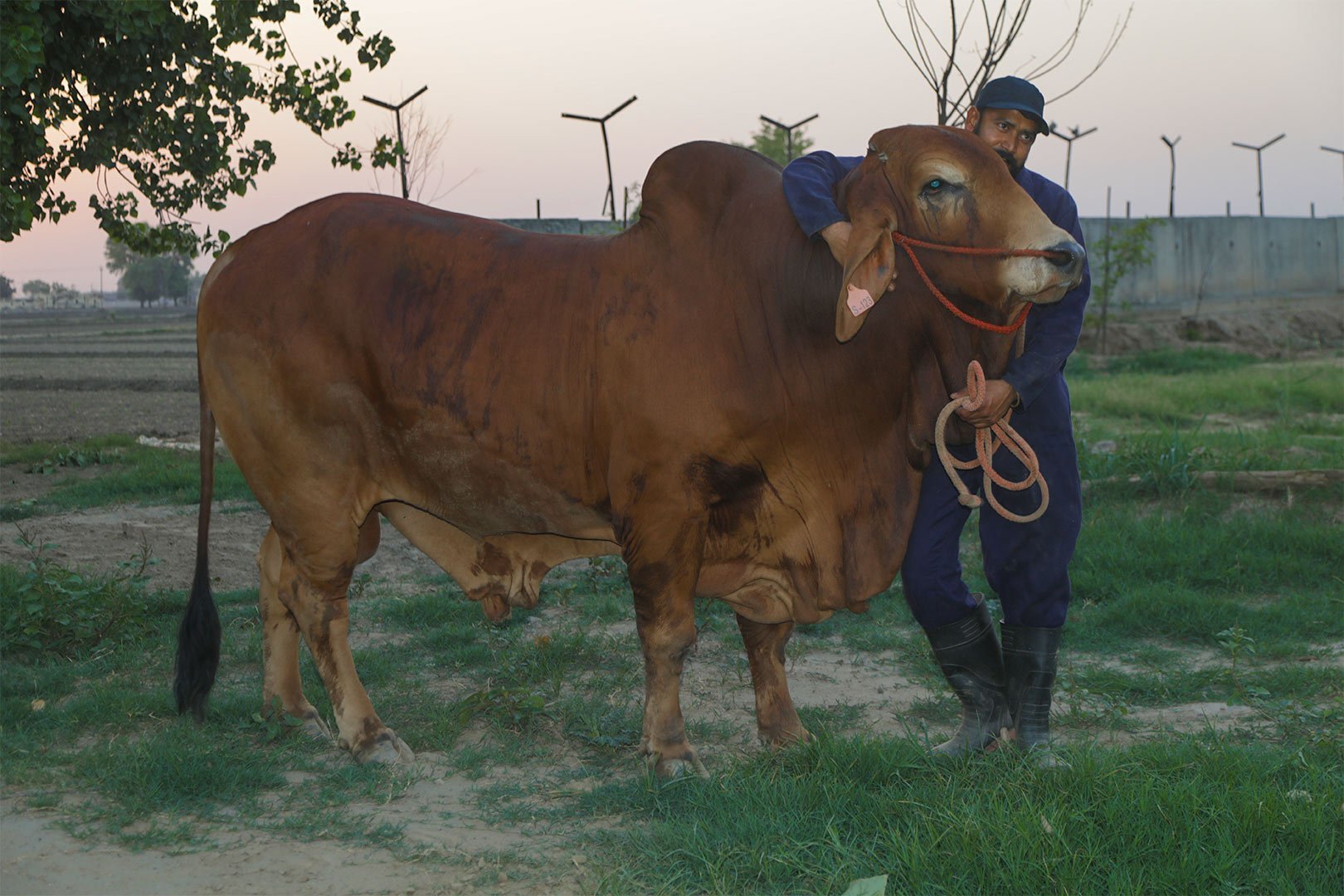 Feeding & Management of breeding bulls Kamdhenu Gaushala Sire