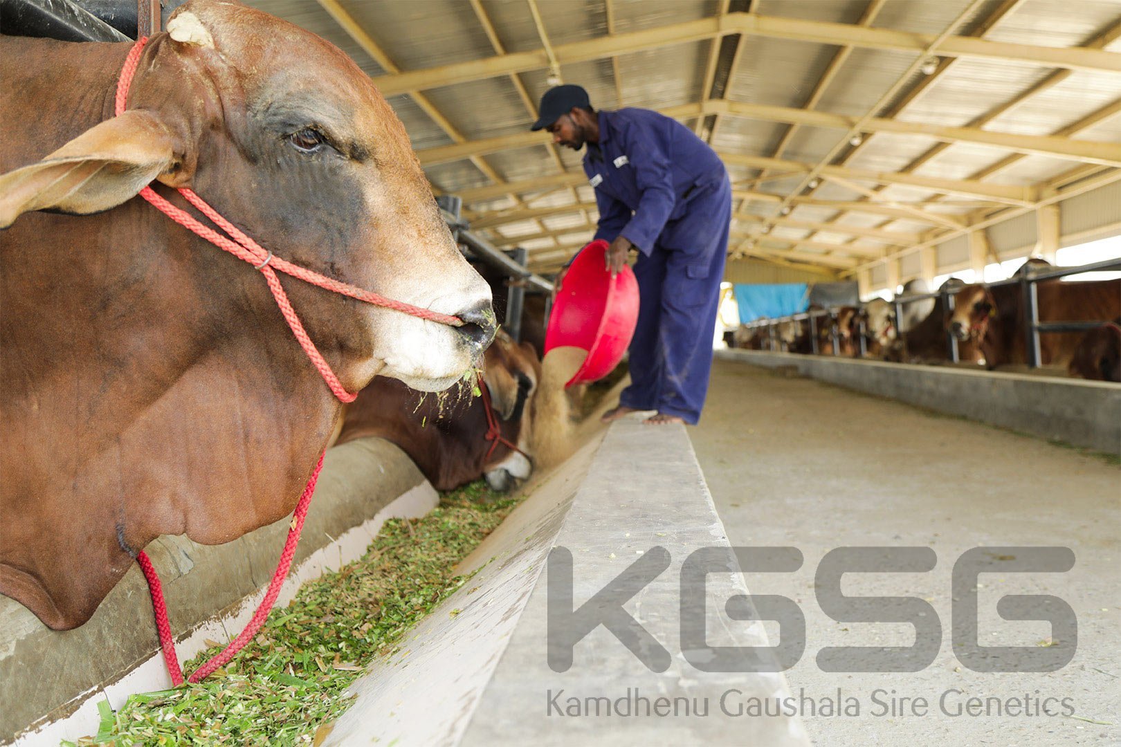 Feeding & Management of breeding bulls Kamdhenu Gaushala Sire