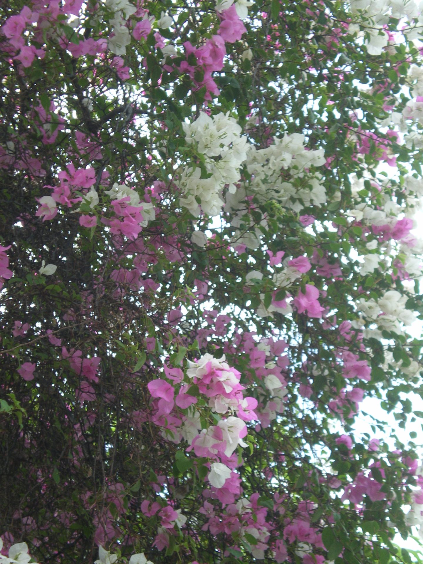 白と紫の花 ブーゲンビリア Flower And Garden In Japan And More