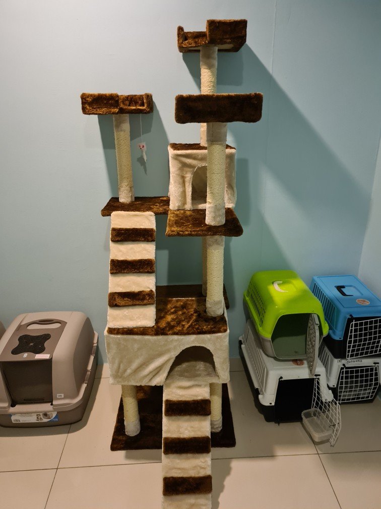 Skiiddii Cat Tree Khairul Abdullah
