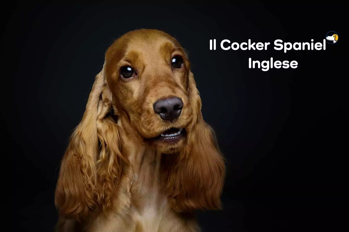 Cocker Spaniel Inglese una razza amata per la sua dolcezza e fedeltà