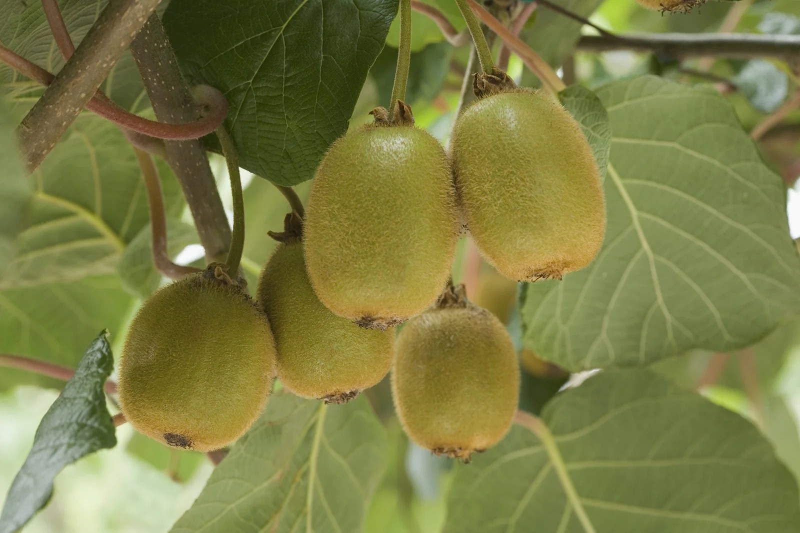 kiwi ki kheti कीवी की खेती कैसे करते है khedut putra