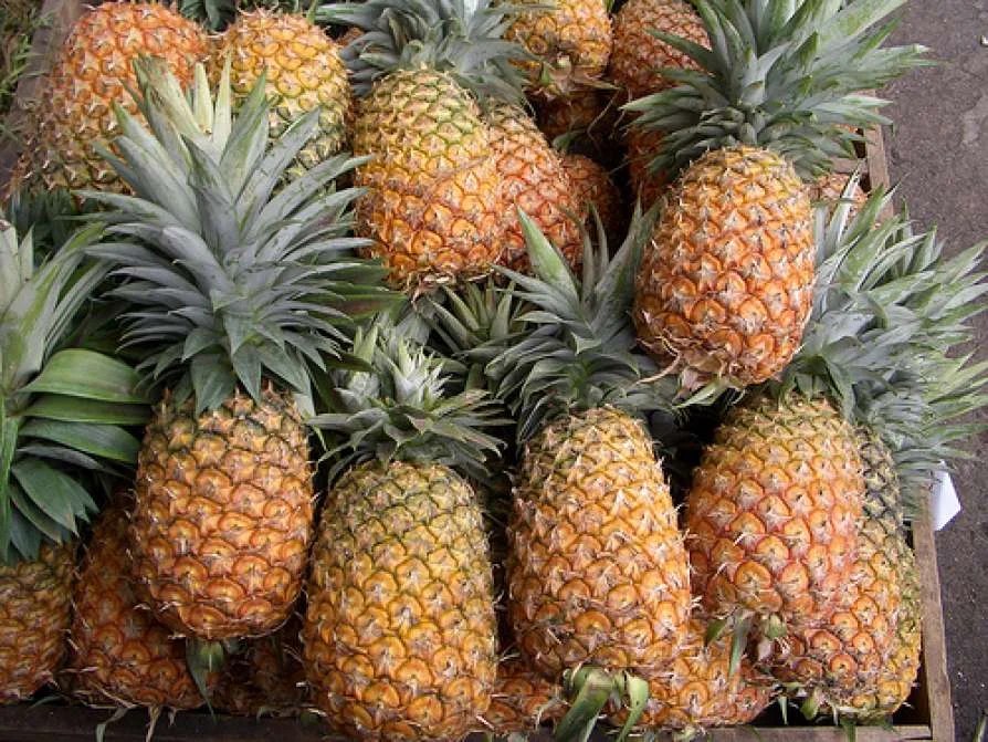 अनानास की खेती in hindi ananas kheti khedut putra