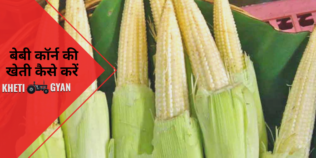 Baby Corn Ki Kheti Angel Vegetable