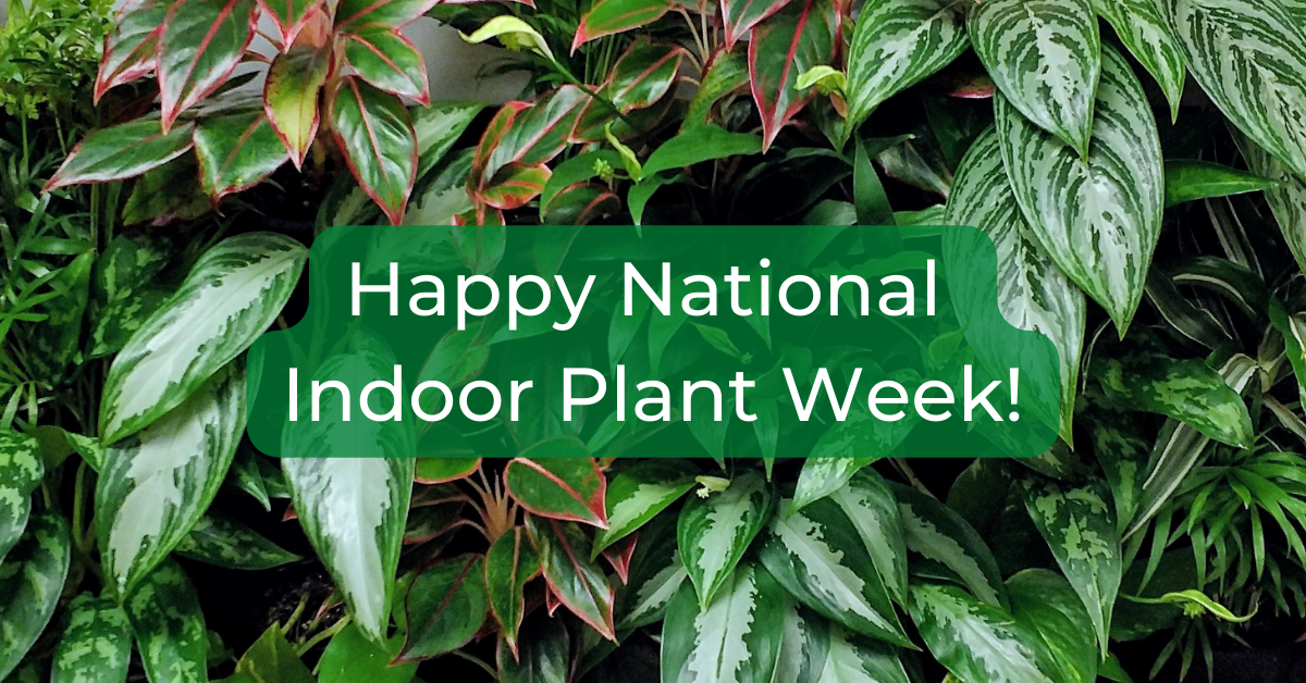 Happy National Indoor Plant Week! · Khloros Plants