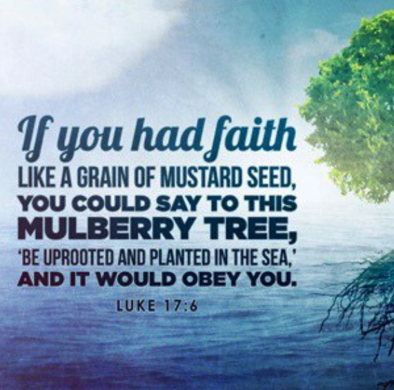 The Mulberry Tree Touching the King!