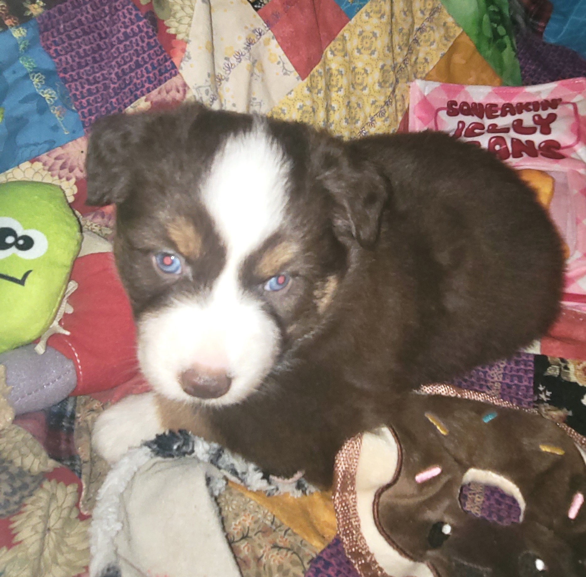 miniatureaustralianshepherds puppies for sale Kicks and Giggles