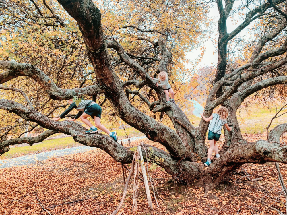 The ultimate list of Adelaide's best climbing trees KIDDO Mag