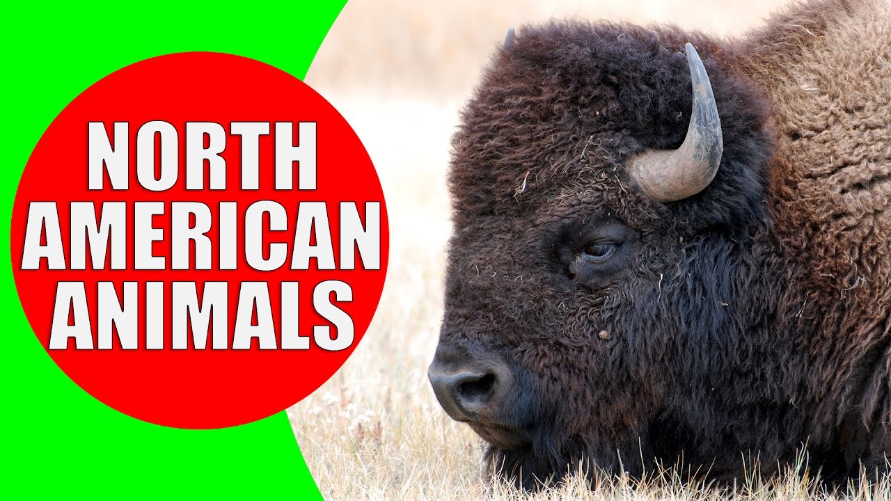 North American Animals for Kids Animal Sounds Kiddopedia
