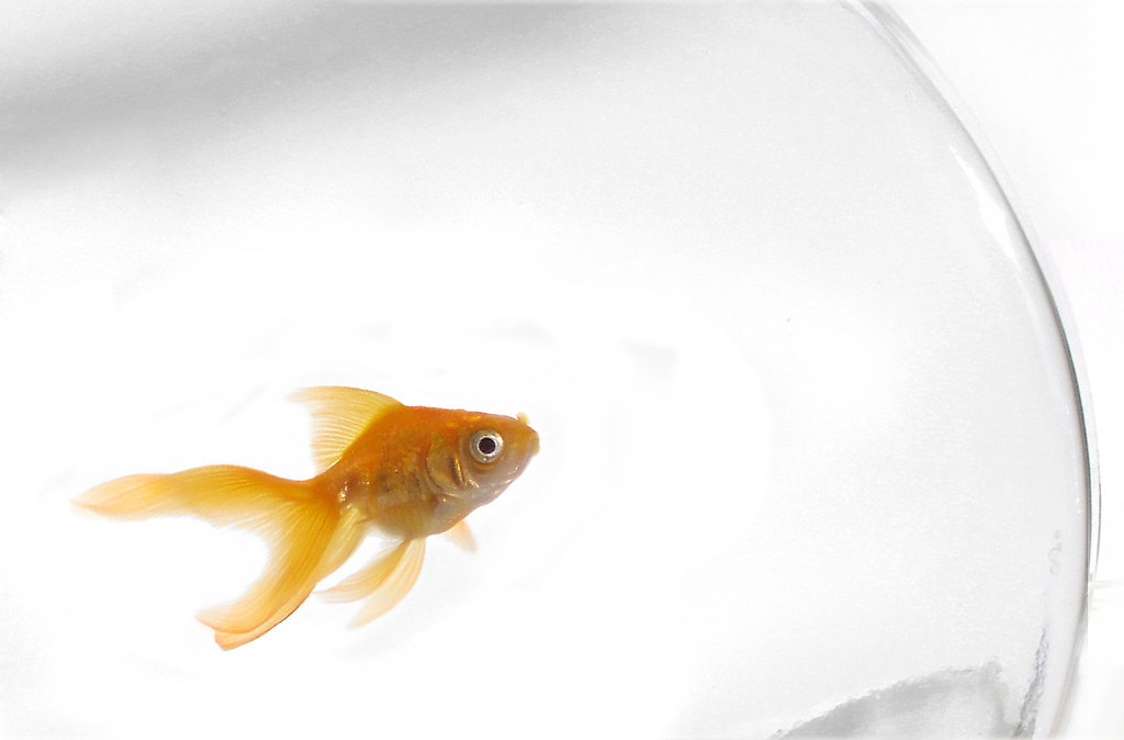 The Best Pet Fish for Kids Pros, Cons, and Care Requirements Kid Friendly Pets