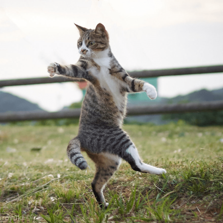 Karate cats